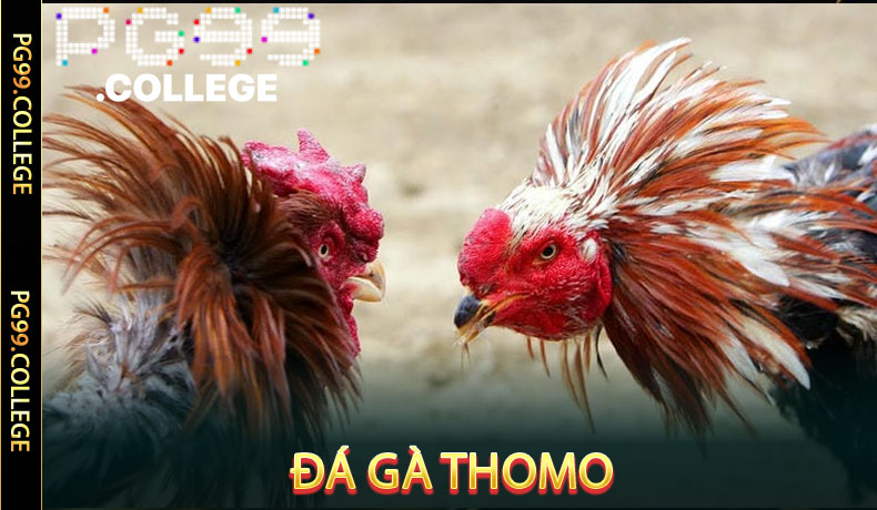 Đá Gà Thomo